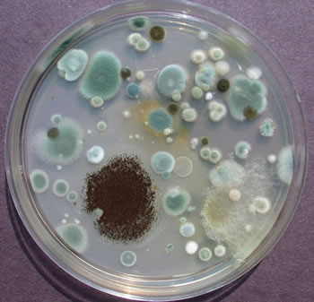 Mold Removal Testing Remediation Inspection Services Companies Near Me White House Station NJ Robbinsville Titusville Ewing